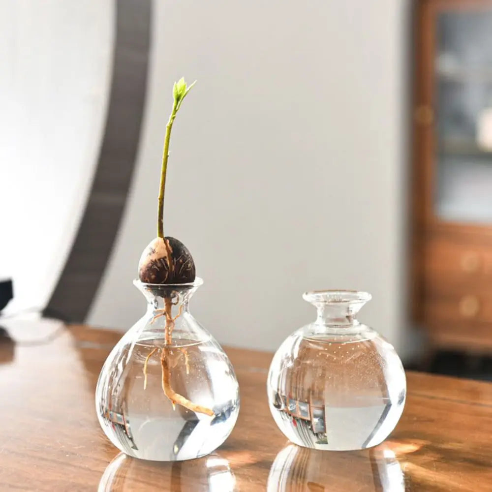 Avocado Hydroponic Glass Vase