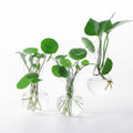 Clear glass vases with plants hanging on a window