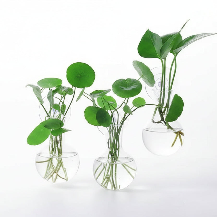 Clear glass vases with plants hanging on a window