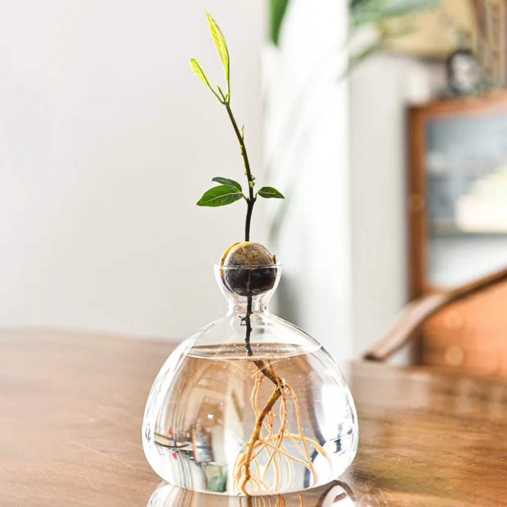 Avocado Hydroponic Glass Vase