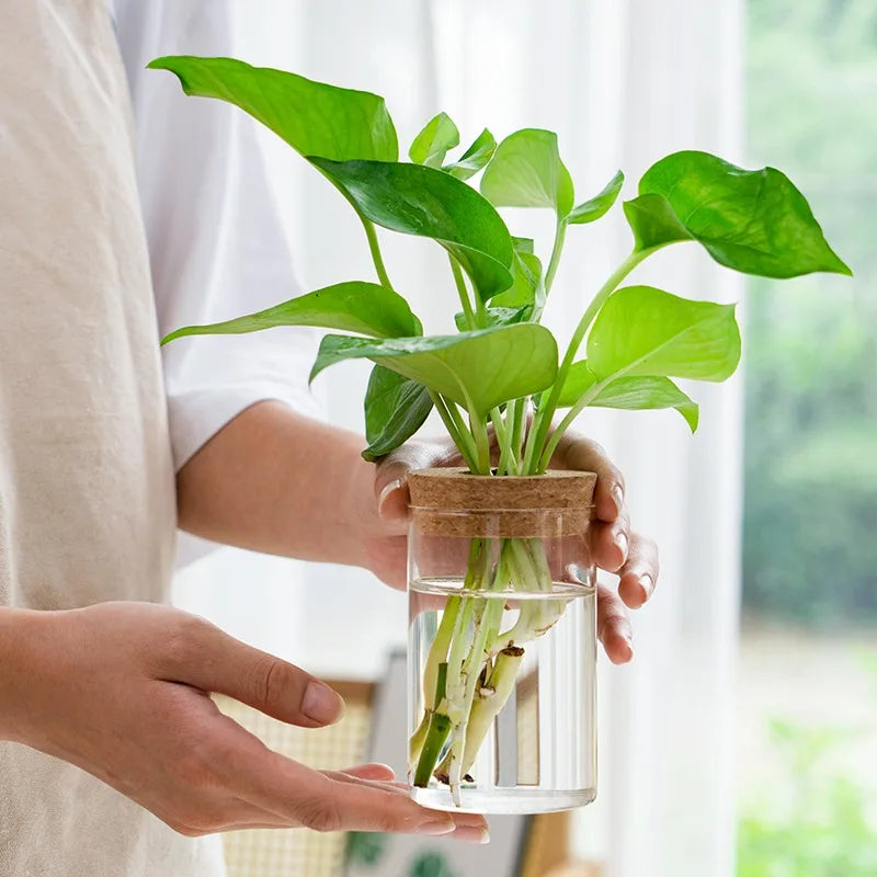 Nordic Hydroponic Vase