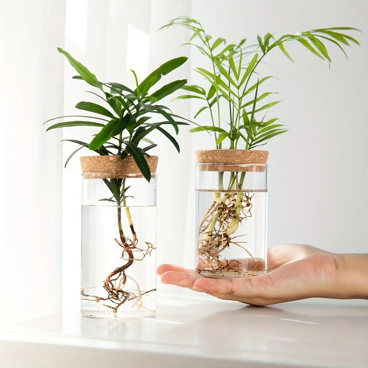 Two glass jars with plants and roots on a white surface