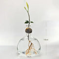 Avocado Hydroponic Glass Vase