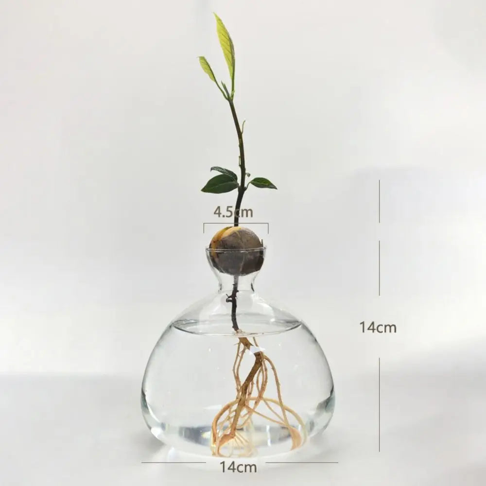 Avocado Hydroponic Glass Vase