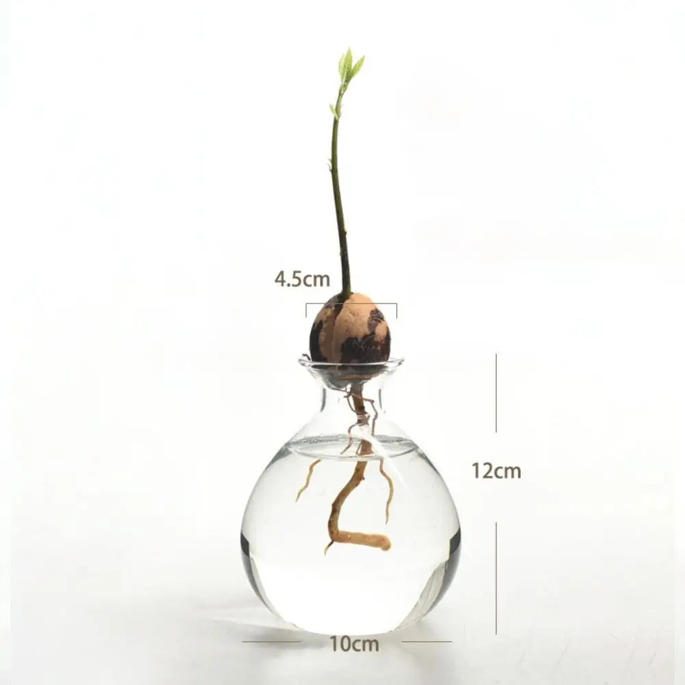 Avocado Hydroponic Glass Vase