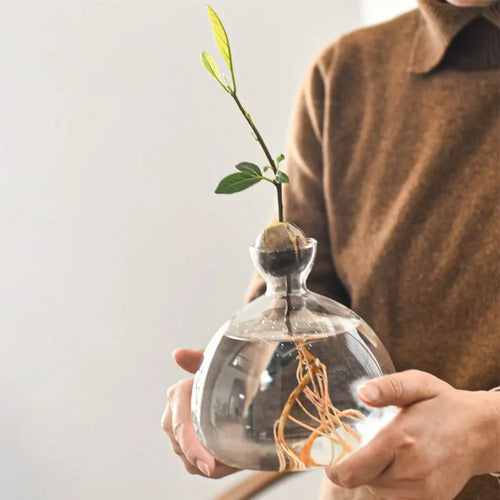 Avocado Hydroponic Glass Vase